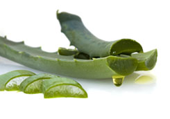 aloevera